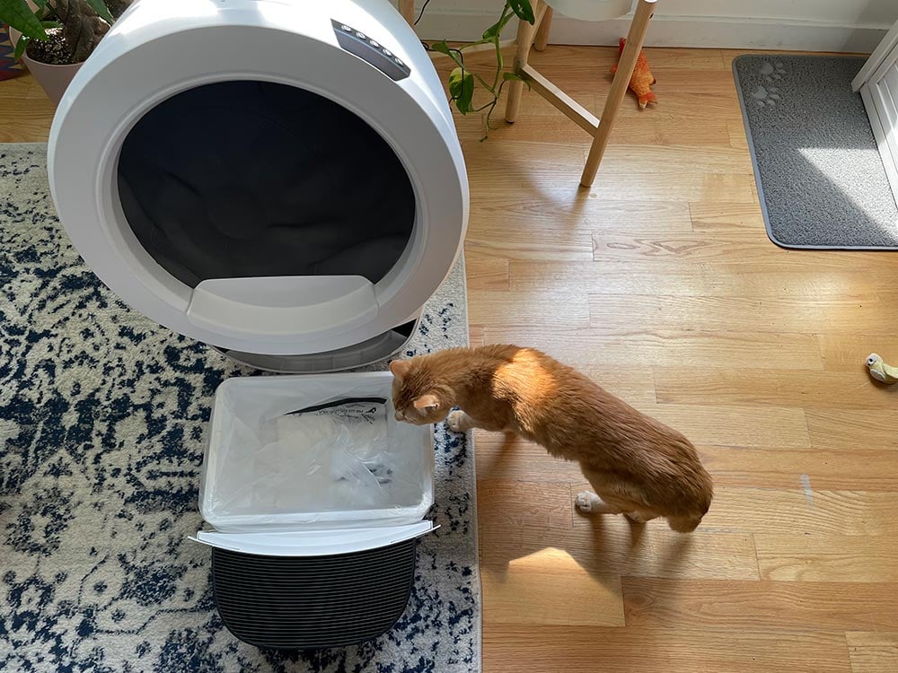 tabby cat standing near the litter-robot 4