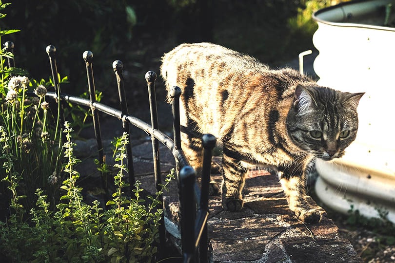 tabby cat walking in the garden