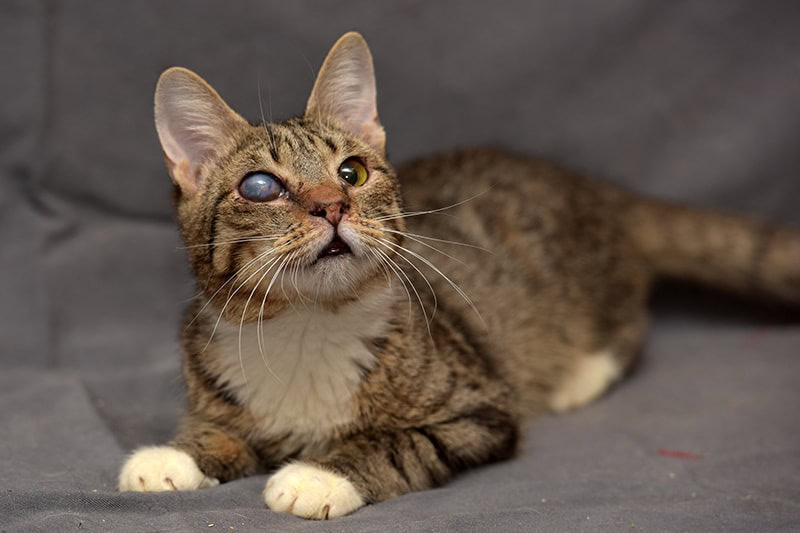 tabby cat with glaucoma looking up