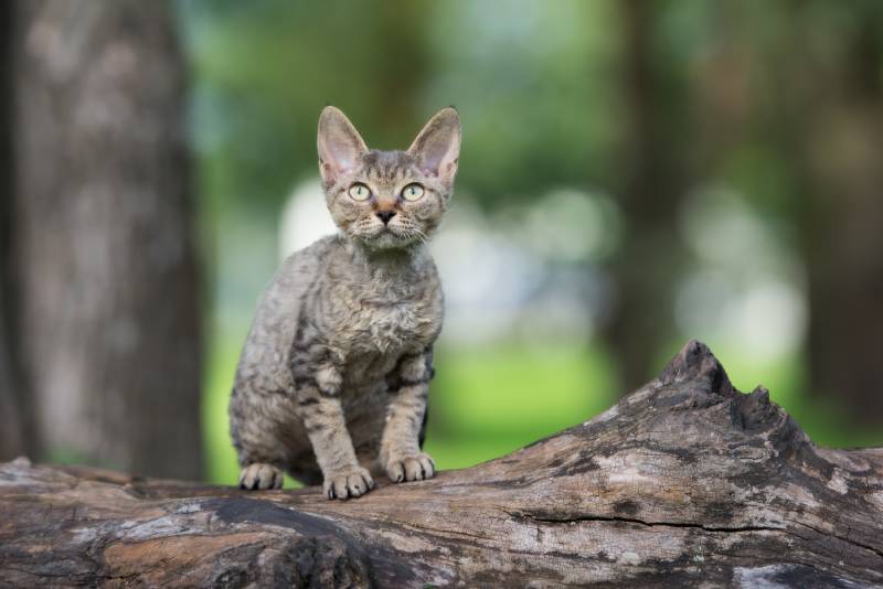 tabby devon rex kitten sitting on a tree