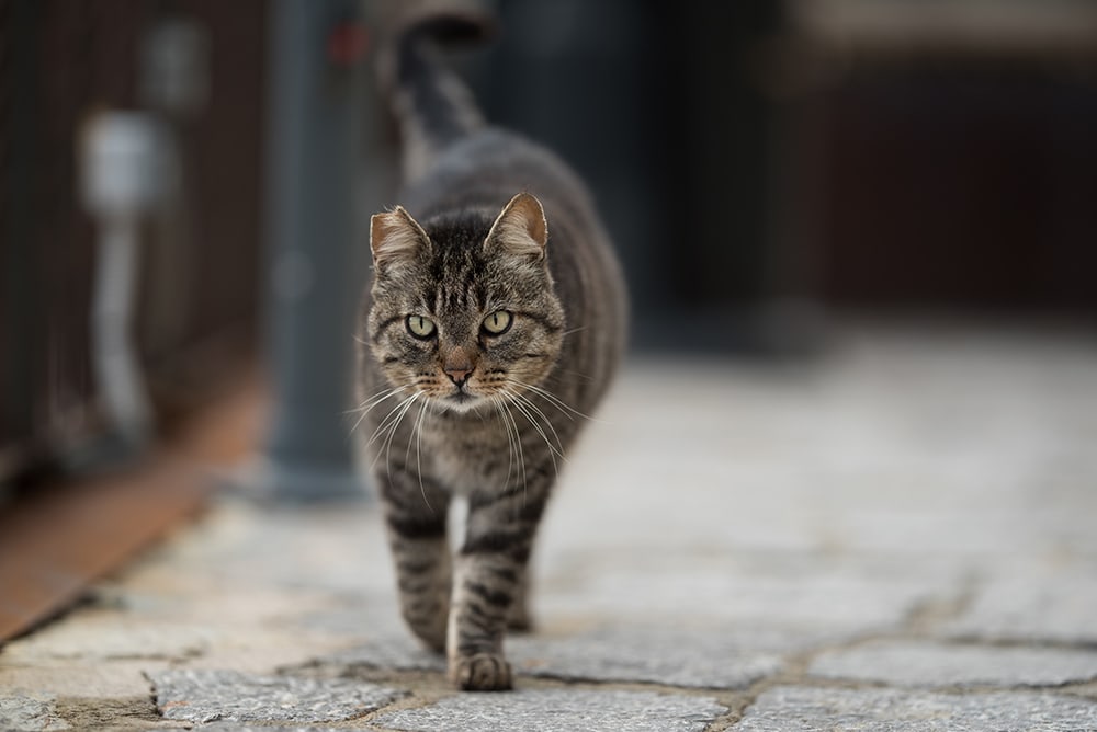 tabby feral cat walking in the street