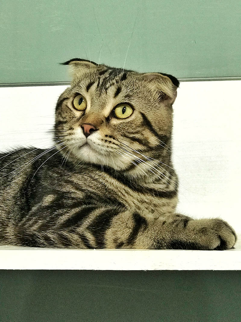 tabby maine coon scottish fold cat