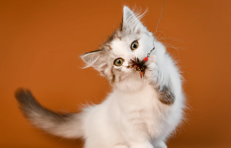 tabby muchkin kitten playing