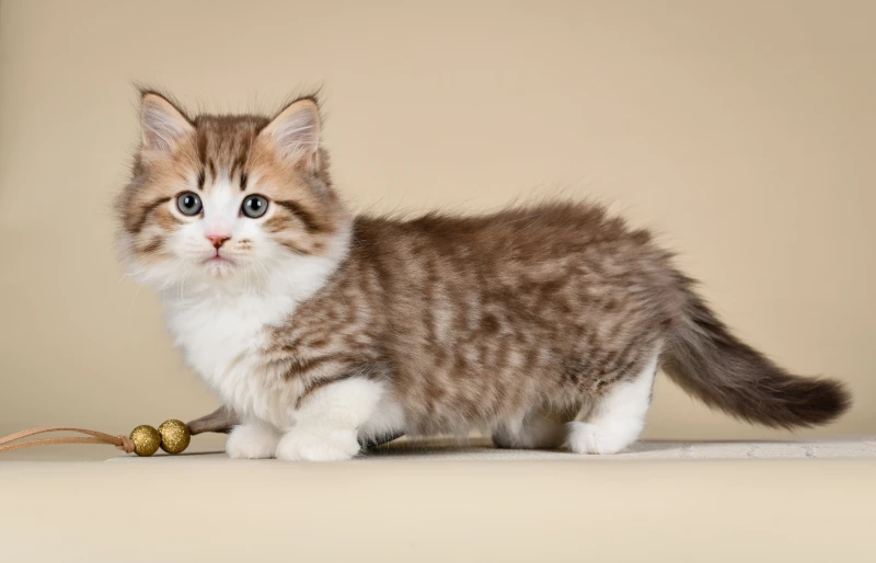 tabby munchkin kitten