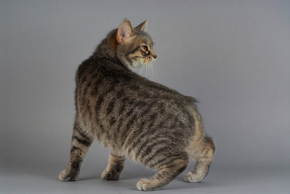 tailless Manx cat