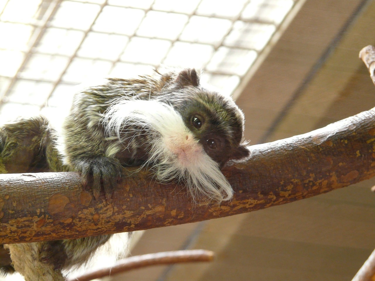 tamarin inside cage