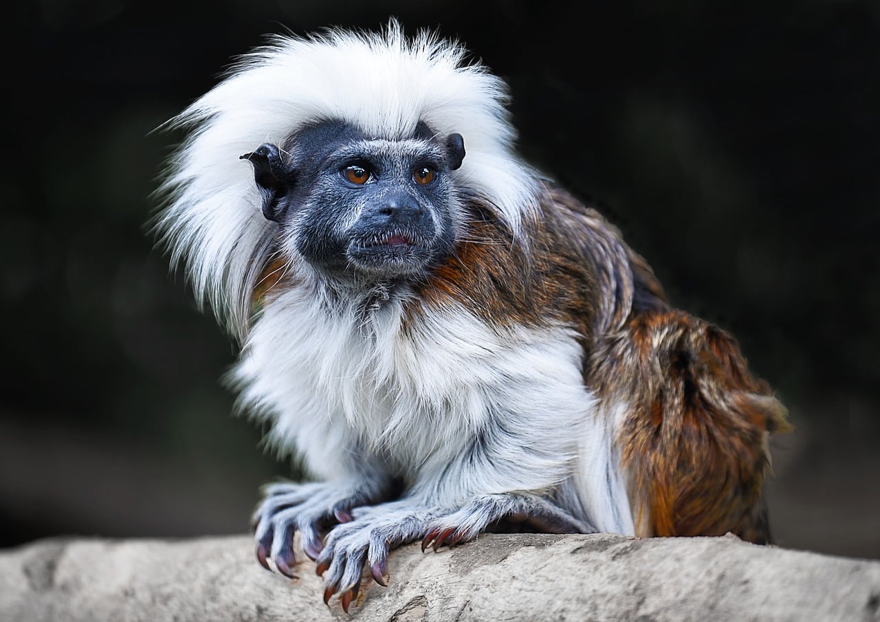 tamarin monkey
