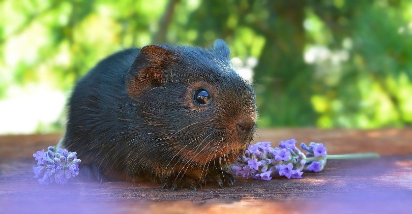 tan guinea pig