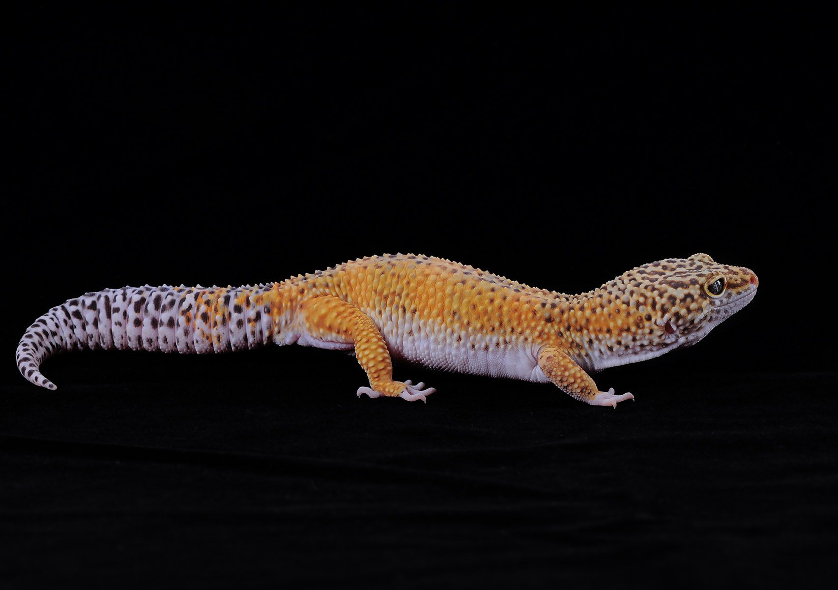 tangerine leopard gecko