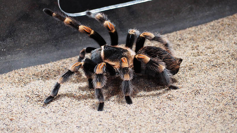 tarantula in a tank