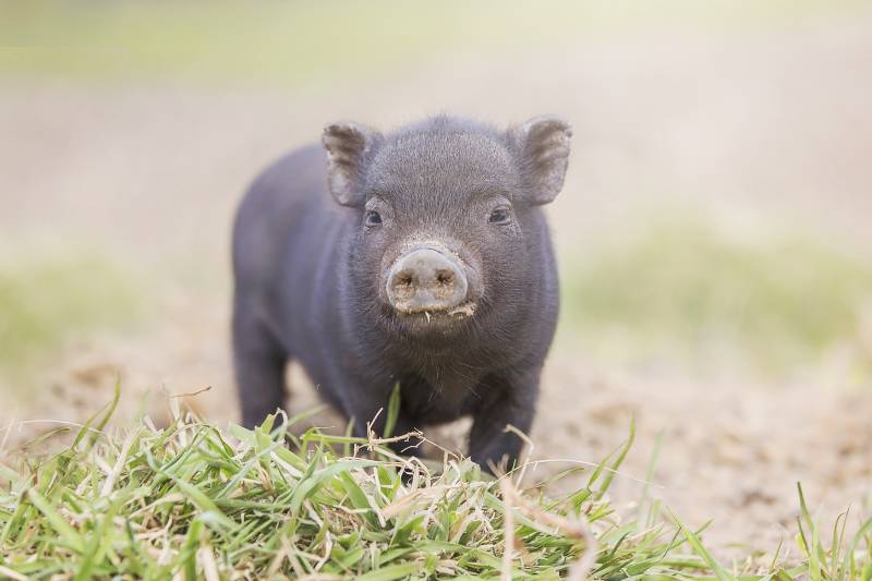 teacup pig baby in nature