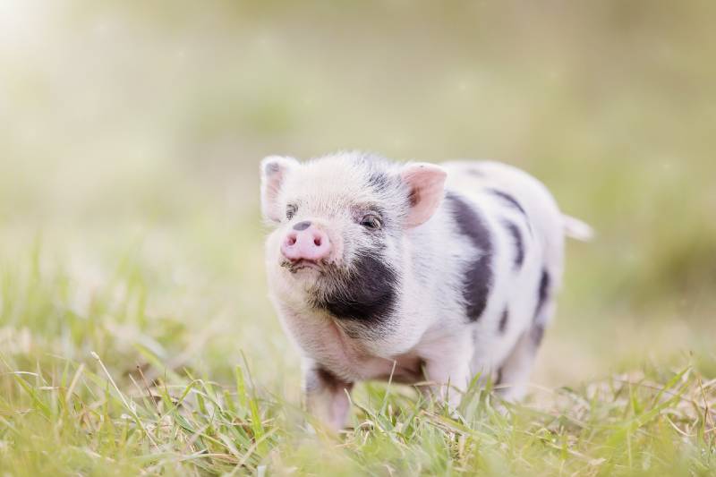 teacup pig baby outdoors