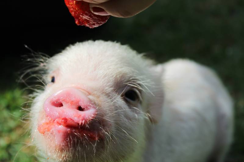 teacup pig eating some strawberry