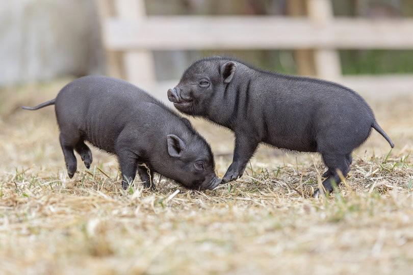 teacup pigs