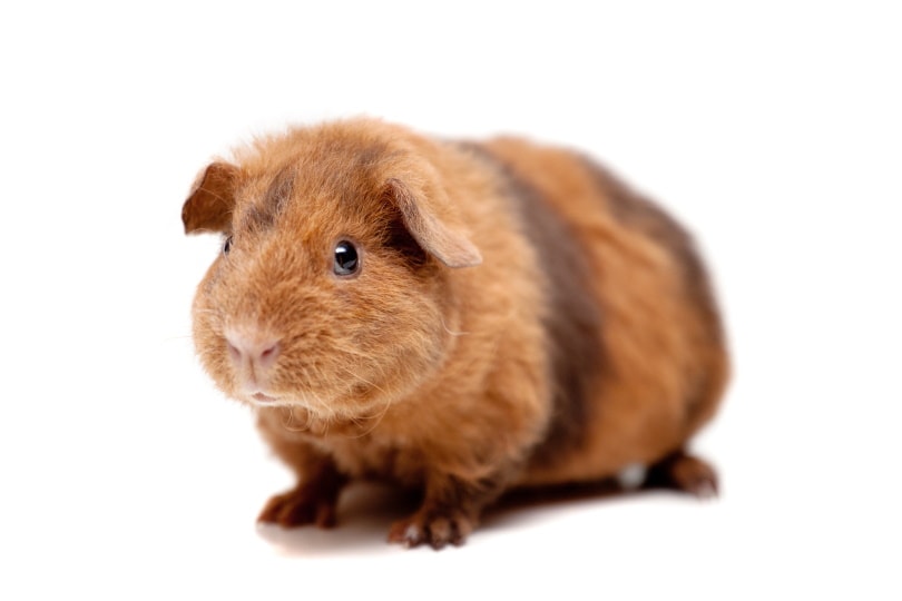 teddy guinea pig