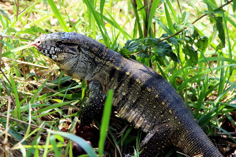tegu lizard_Piqsels