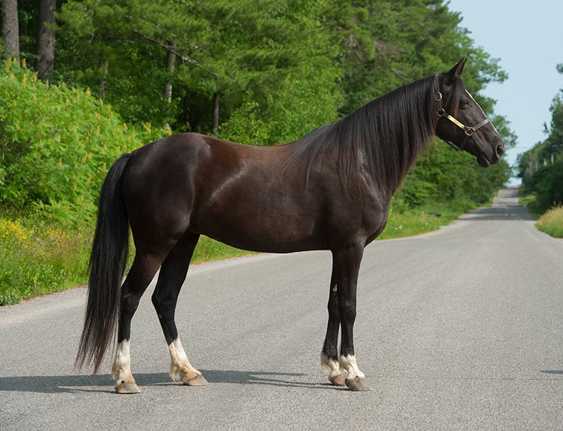 tennessee walker horse with sock markings in the middle of the road