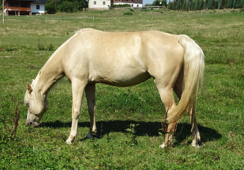 tennessee walking horse