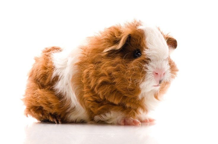 texel guinea pig