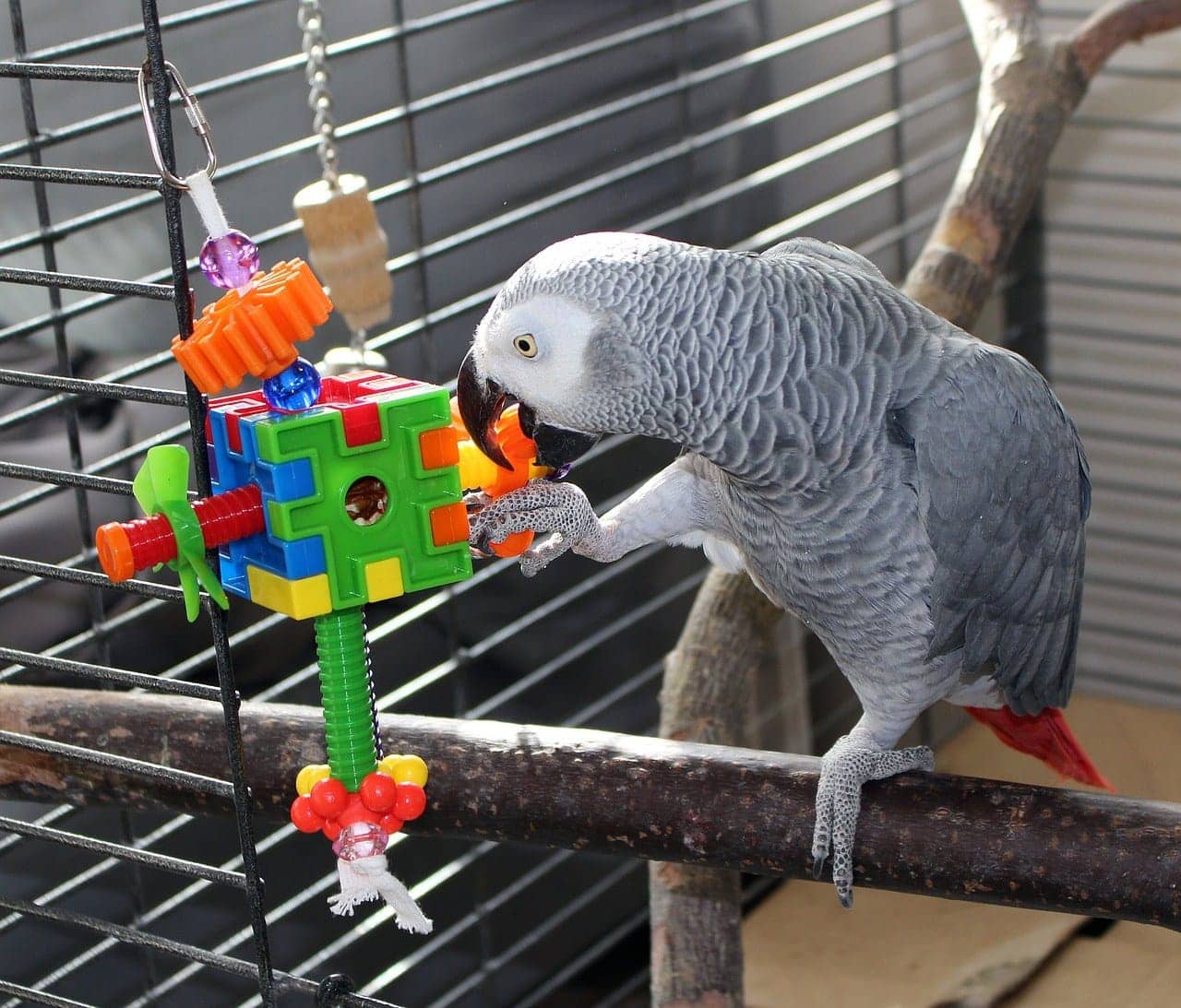 parrot playing toy
