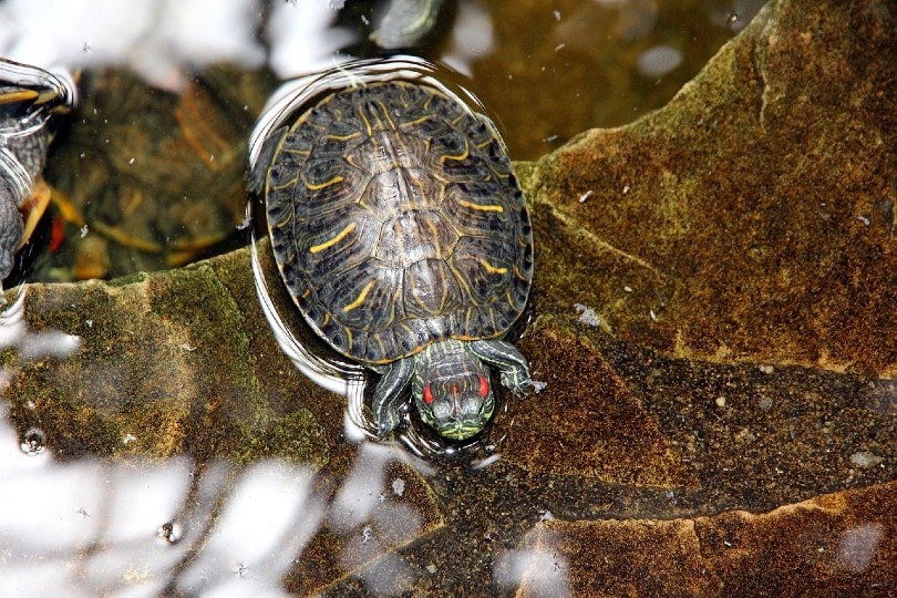 the shell of a red eared slider turtle