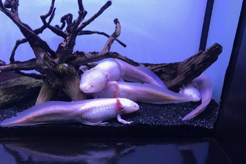 three axolotls
