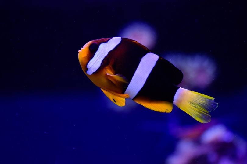 three-band anemonefish_Andrej Jakubik_shutterstock