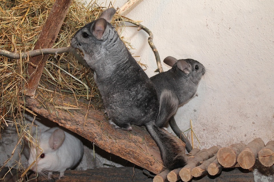 three chinchillas