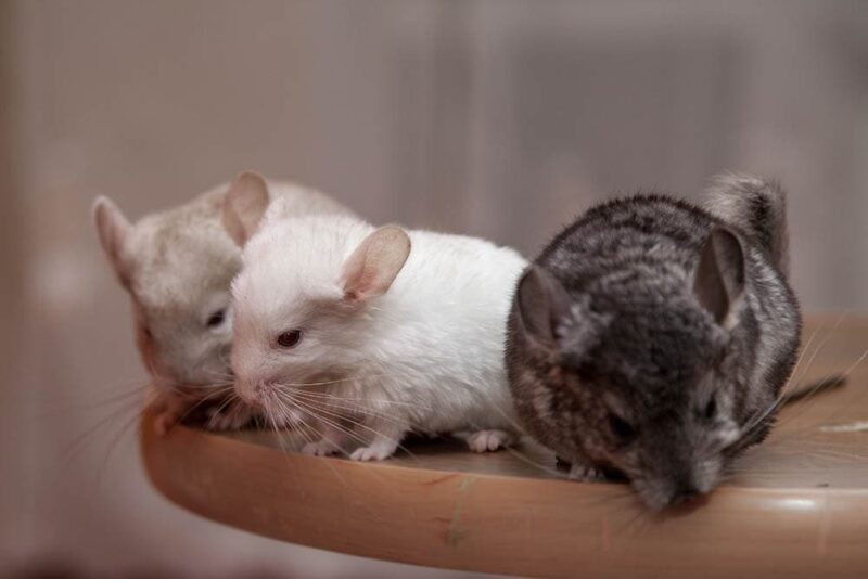 three chinchillas
