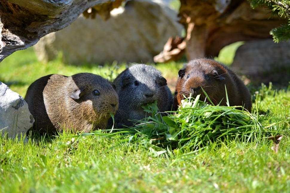 three guinea pigs eating