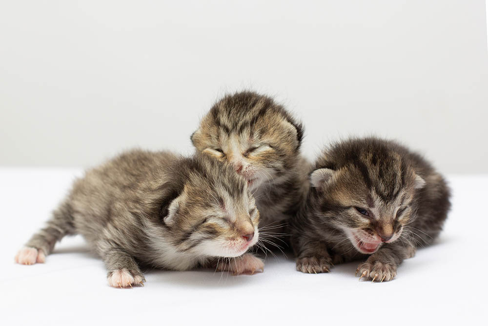 three kittens trying to walk
