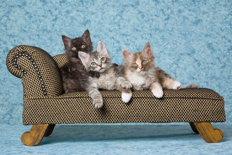 three laperm kittens sitting on miniature brown couch
