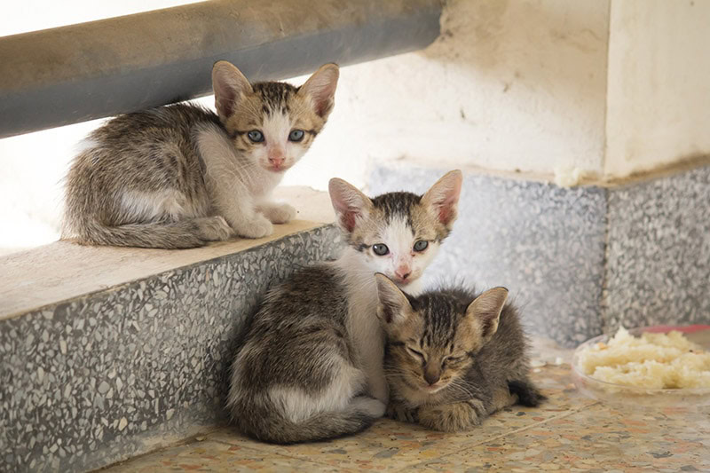 three little stray kittens