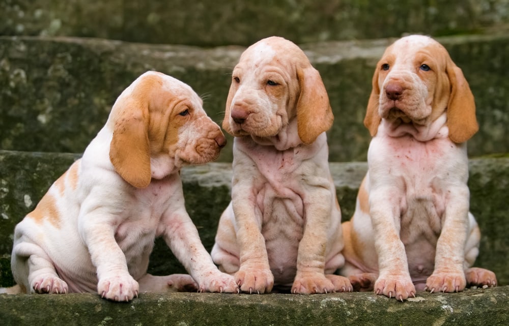three purebred puppy dogs, Italian Bracco.