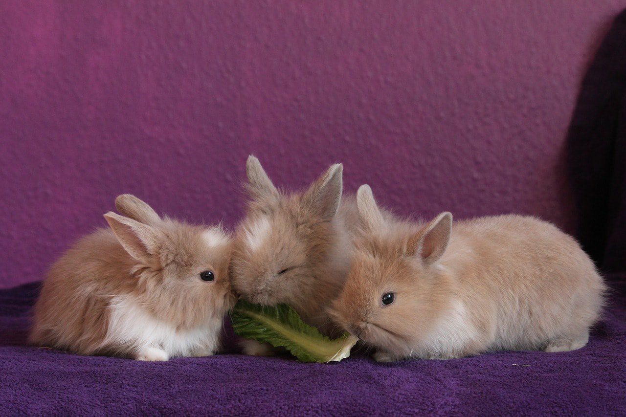 three rabbits eating