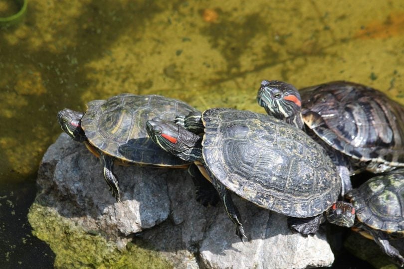 three red-eared sliders_Pixabay