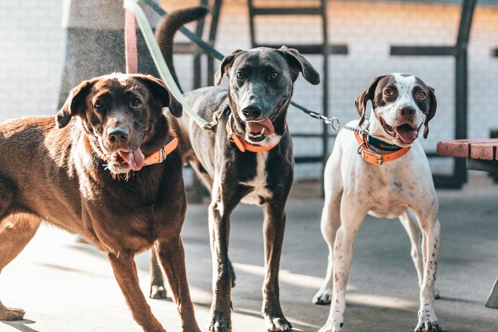 three short-coated brown black white dogs in the sun with leather leash