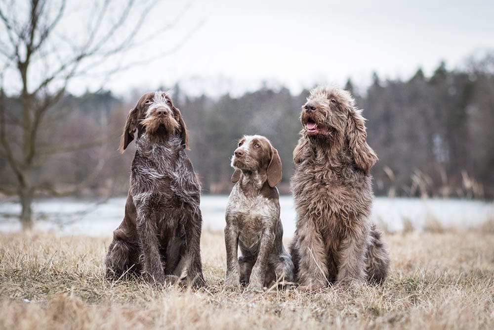 three spinone italiano dogs