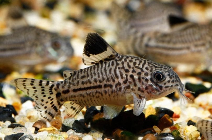 Three stripe cory fish