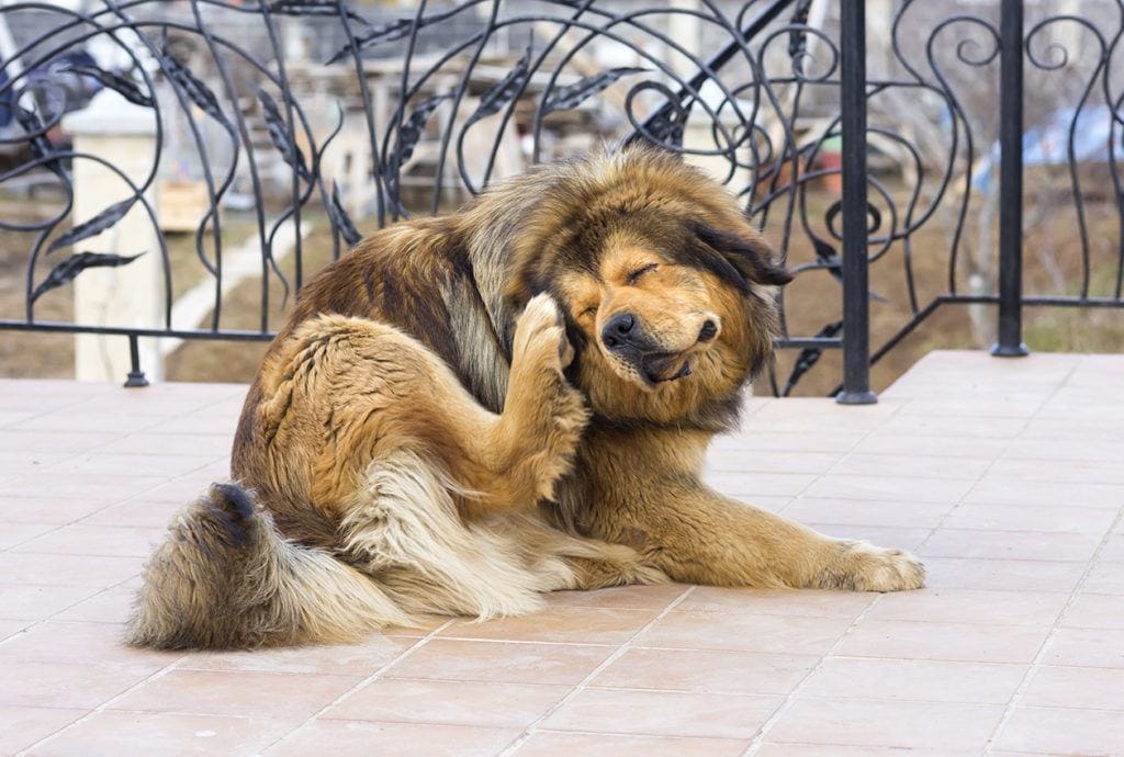 tibetan-mastiff