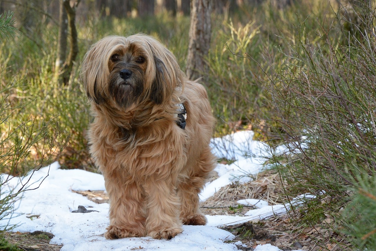 tibetan terrier out in the woods