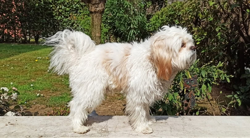 tibetan terrier_studiobenini_Pixabay