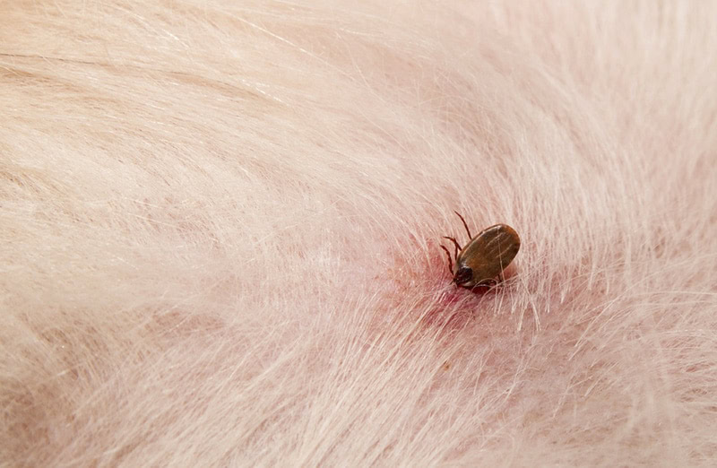 tick on dog skin