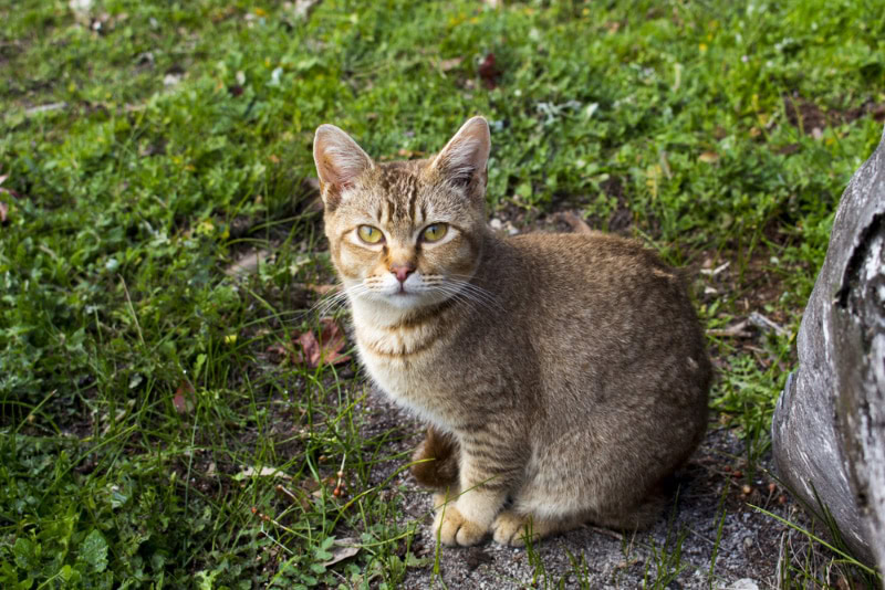 ticked tabby cat sitting beside a tree