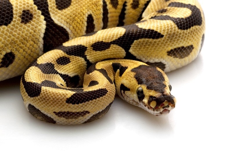 tiger ball python_fivespots_shutterstock