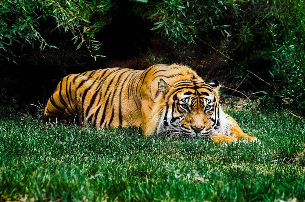 tiger on the grass