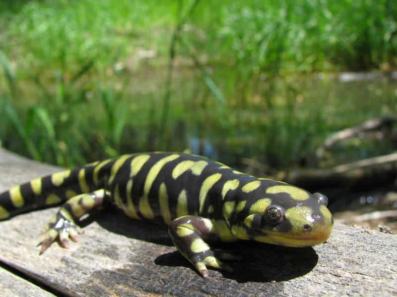 tiger salamander