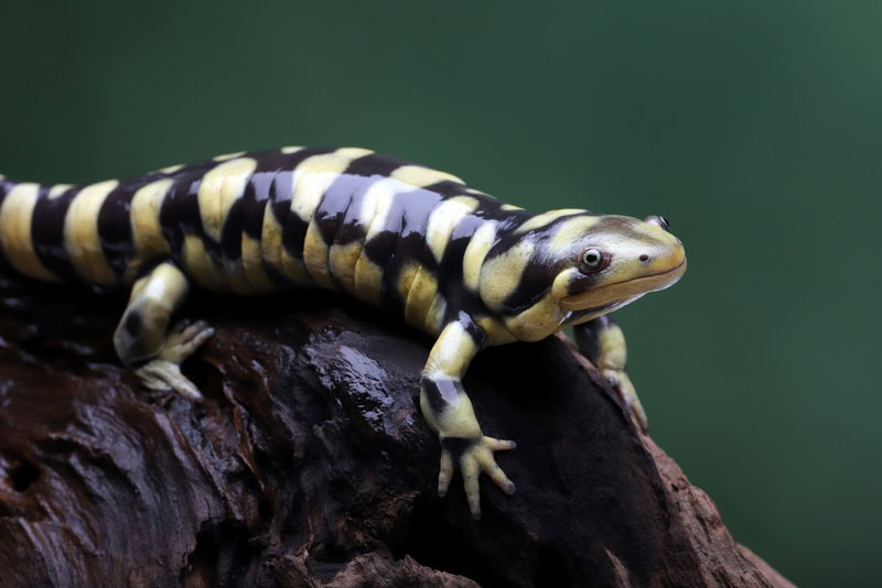 tiger salamander