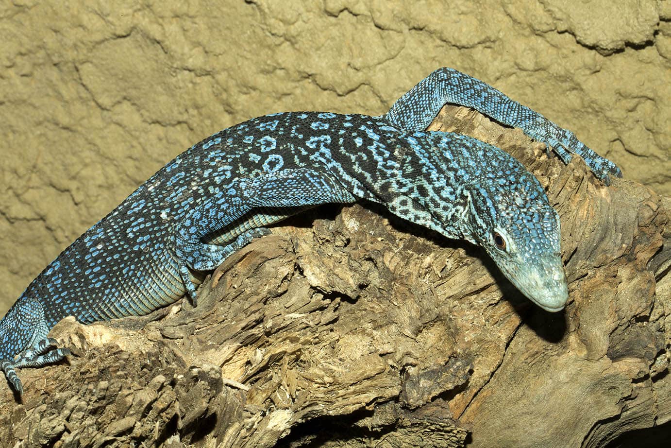 Timor Monitor