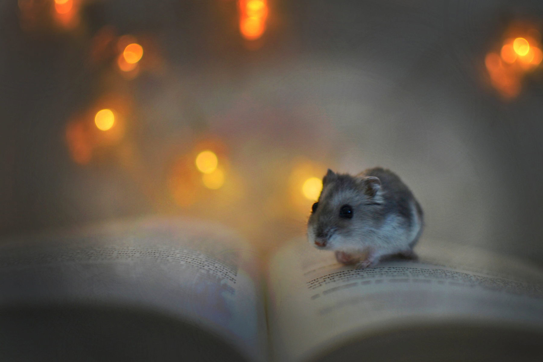 hamster book